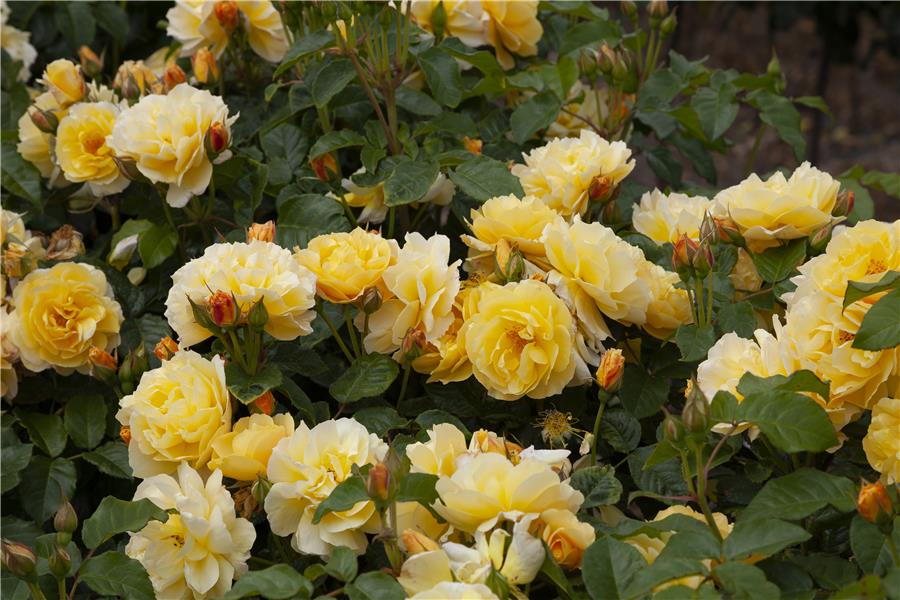 FLORIBUNDA